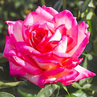Růža velkokvětá Desse obrázek 6