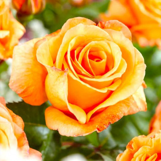 Růža velkokvětá Doris Tysterman obrázek 1