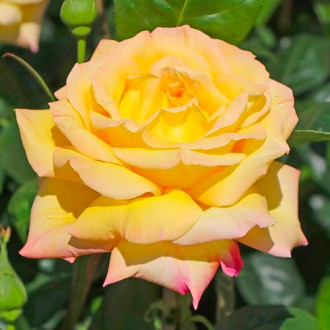 Růže velkokveta Gloria Dei obrázek 2