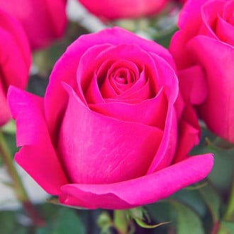 Růže velkokveta Pink obrázek 3