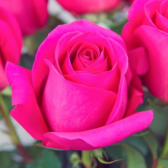 Růže velkokveta Pink obrázek 5