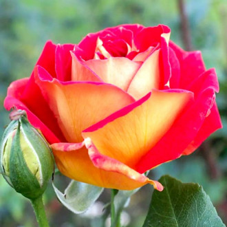 Růže velkokveta Red & Yellow obrázek 5