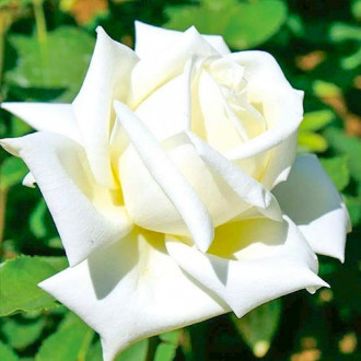 Růže velkokveta Vanilla obrázek 2