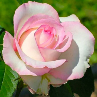 Růže velkokveta White & Pin obrázek 4