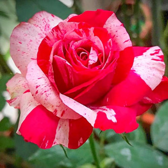 Růže velkokveta White & Red obrázek 2