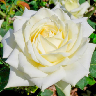 Růže velkokveta White obrázek 6