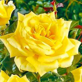 Růže velkokveta Yellow obrázek 5