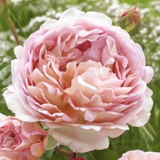 Růže floribunda Abraham Darby obrázek 3