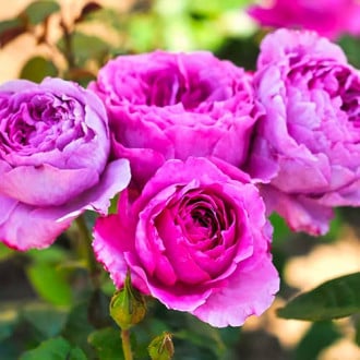 Růže floribunda Adore Aroma obrázek 3