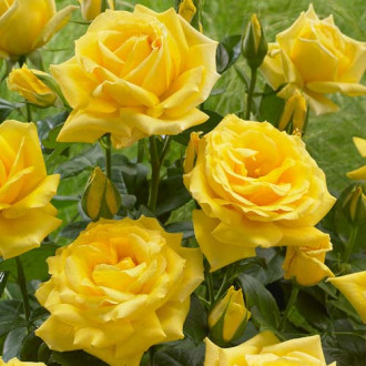 Růže floribunda Allgold obrázek 4