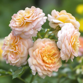 Růže floribunda Apricot obrázek 5