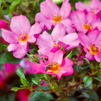 Růže floribunda Barbi Mella obrázek 6