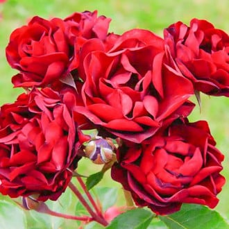 Růže floribunda Bordo obrázek 6