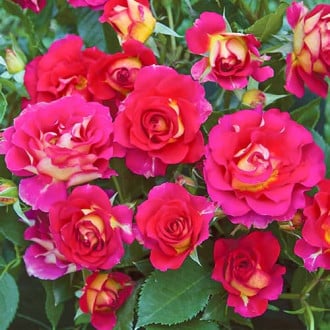 Růže floribunda Brera® obrázek 2
