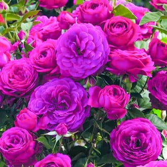 Růže floribunda Dark Pink obrázek 2