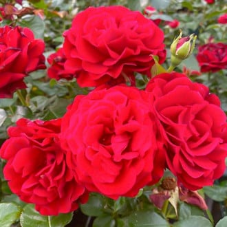 Růže floribunda Draga Frayla obrázek 2