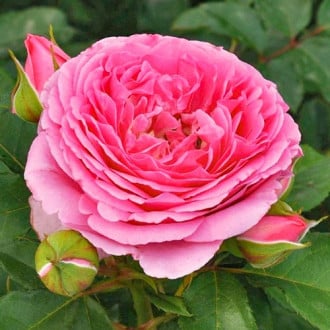 Růže floribunda Frayla Mileva obrázek 3