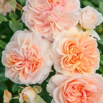 Růže floribunda Garden of Roses obrázek 1