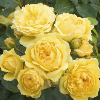 Růže floribunda Golden Border obrázek 6