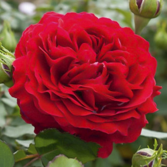 Růže floribunda Kronborg obrázek 4