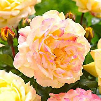 Růže floribunda Lampion obrázek 6