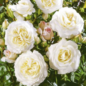 Růže floribunda Ledreborg obrázek 1