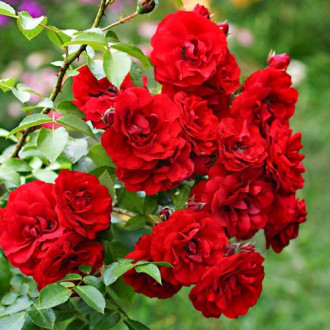 Růže floribunda Little Buckaroo obrázek 5