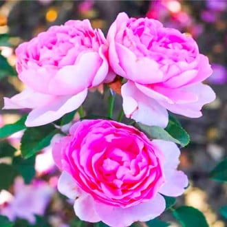 Růže floribunda Magic Aroma obrázek 4