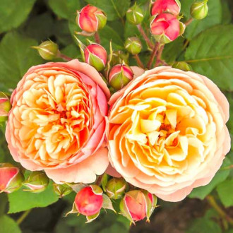 Růže floribunda Natalija Frayla obrázek 1