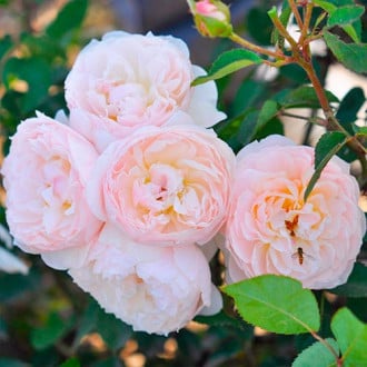 Růže floribunda Natural Aroma obrázek 5