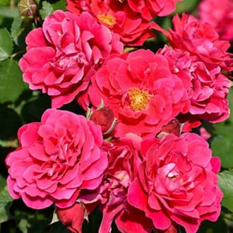 Růže floribunda Nera Reka obrázek 6