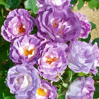 Růže floribunda Pacific Dream® obrázek 4