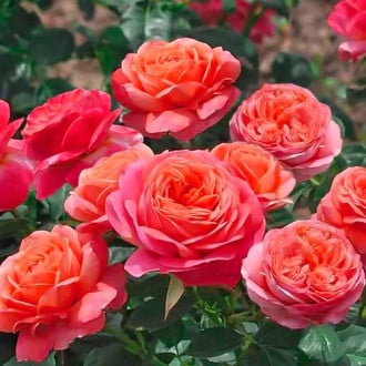 Růže floribunda Peach Vaza obrázek 6
