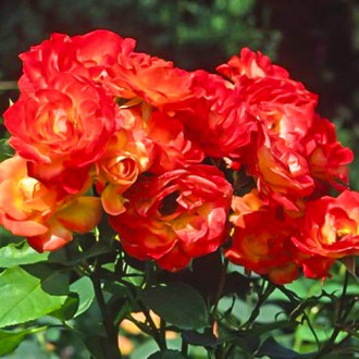 Růže floribunda Pigalle 85 obrázek 1