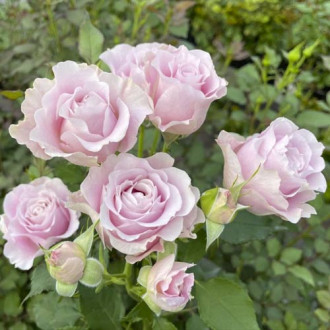 Růže floribunda Pink Ruf, С5 obrázek 1