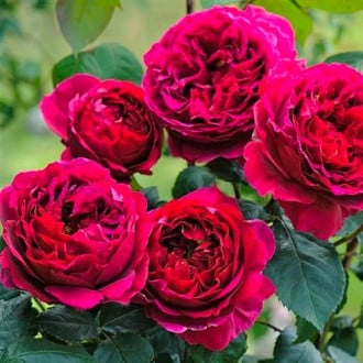Růže floribunda Pure Aroma obrázek 1