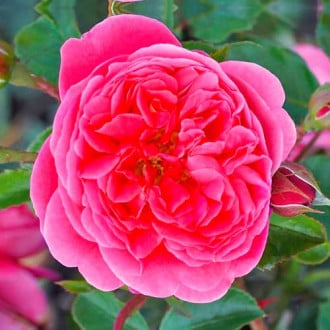Růže floribunda Raspberry obrázek 4