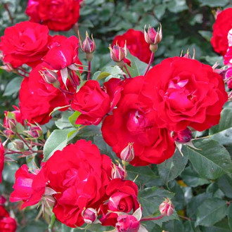 Růže floribunda Red Spot® obrázek 3