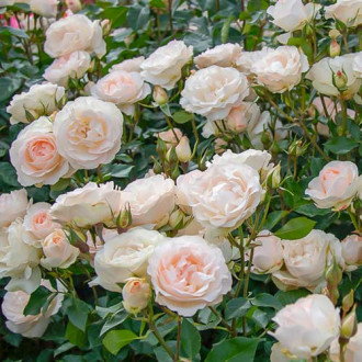 Růže floribunda Sans Souci® obrázek 5