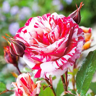 Růže floribunda Scentimental® obrázek 1