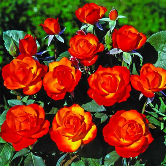 Růže floribunda Tempi Moderni® obrázek 4