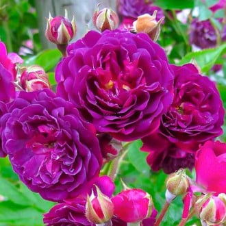 Růže floribunda Violet obrázek 4