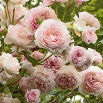 Růže floribunda William Morris obrázek 6