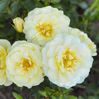 Růže floribunda Yellow Pixie obrázek 2