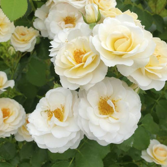 Růže floribunda Zorza® obrázek 4