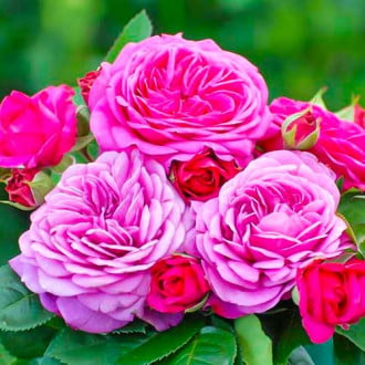 Růže Heidi Klum® obrázek 3