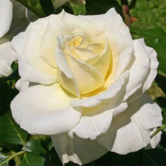 Růže floribunda Kronprinsesse Mary ®, С5 obrázek 1