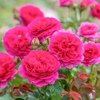 Růže pnouca Gabriel Oak® obrázek 3