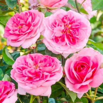 Růže pnouca Gertrude Jekyll® obrázek 4