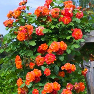 Růže pnouca Herbaciana obrázek 5